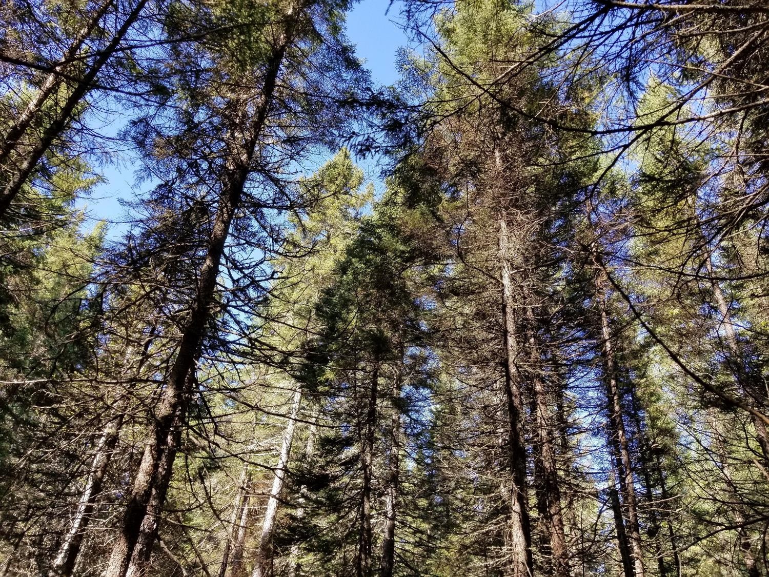 A black spruce forest in northern Minnesota