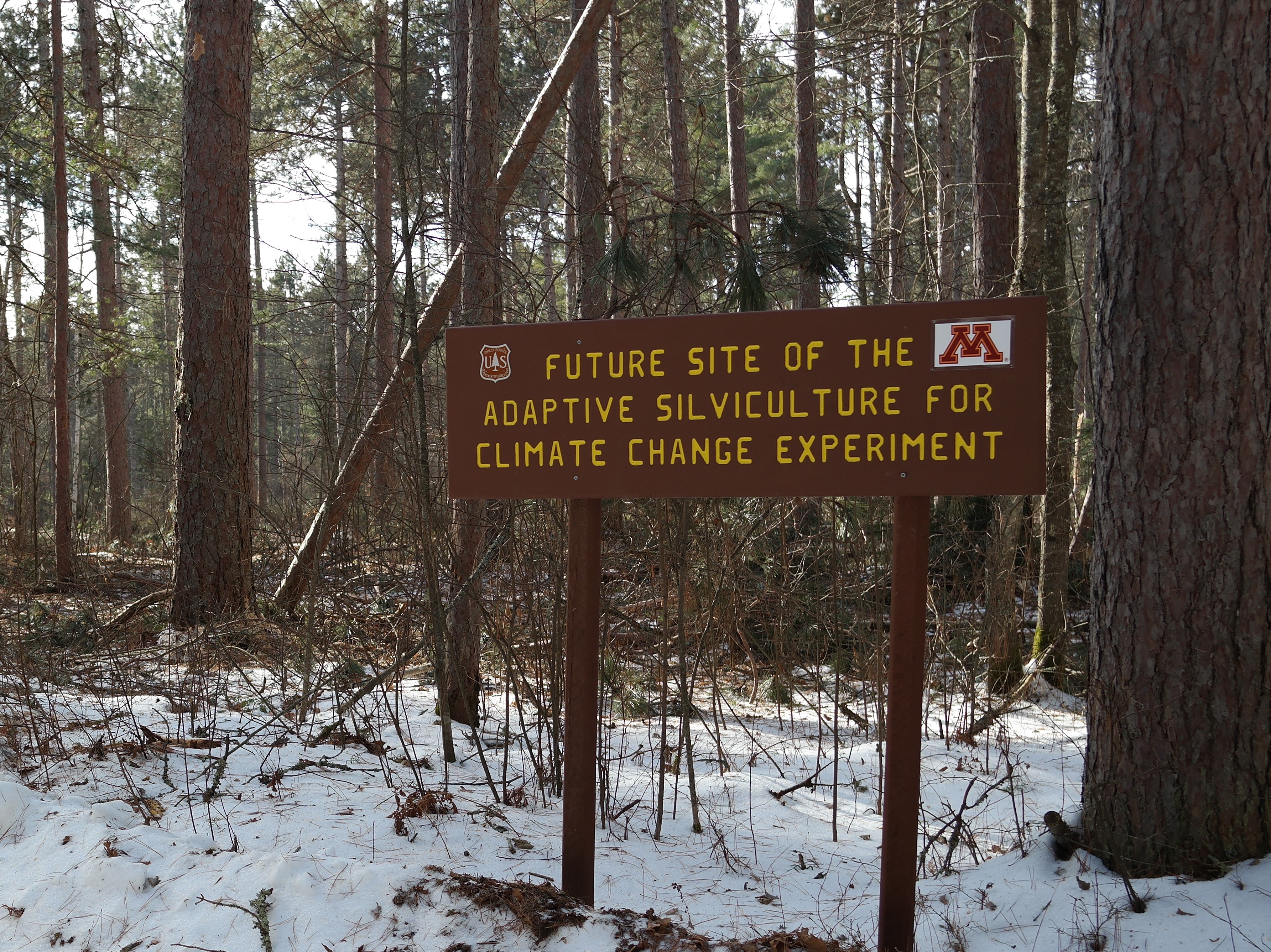 The Adaptive Silvicultre for Climate Change Project at the Chippewa National Forest, Minnesota, USA. Photo: Josh Kragthorpe.