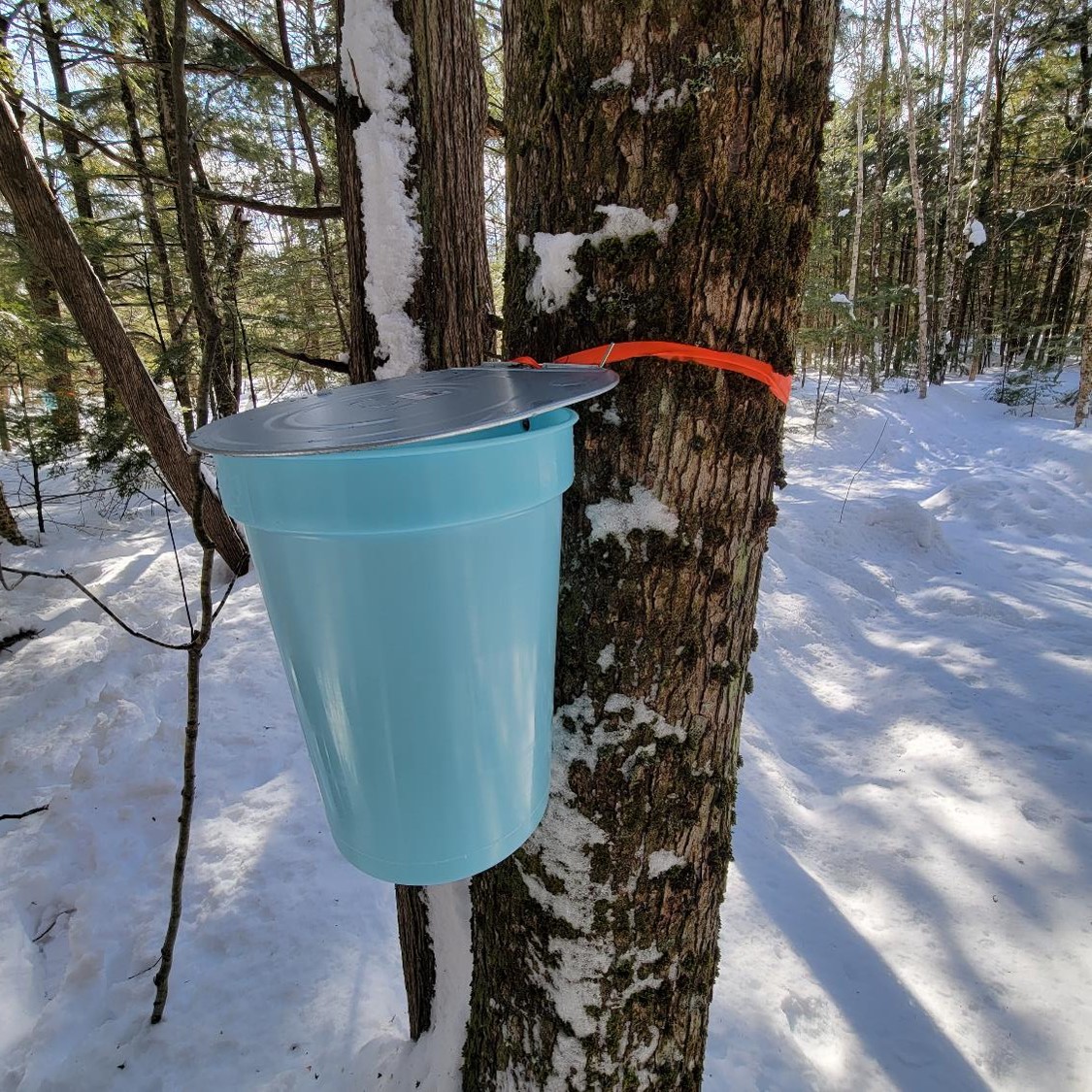 A Maine maple tree at work in March.